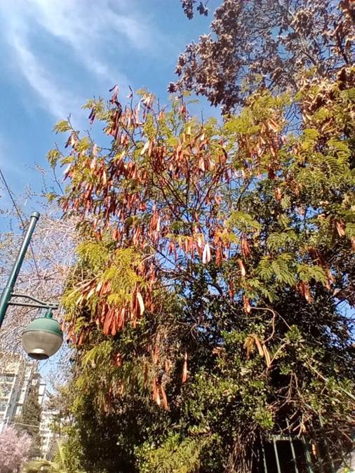 Descripción: D:\flores x genero\Ornamentales varias\Ornamentales\flora ornamental\acacia visco (1).jpg